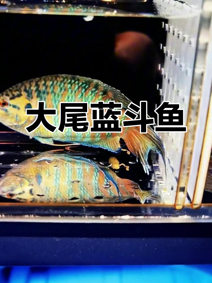 巨型蓝斗鱼,大尾巴高背,稀有品种难得一见