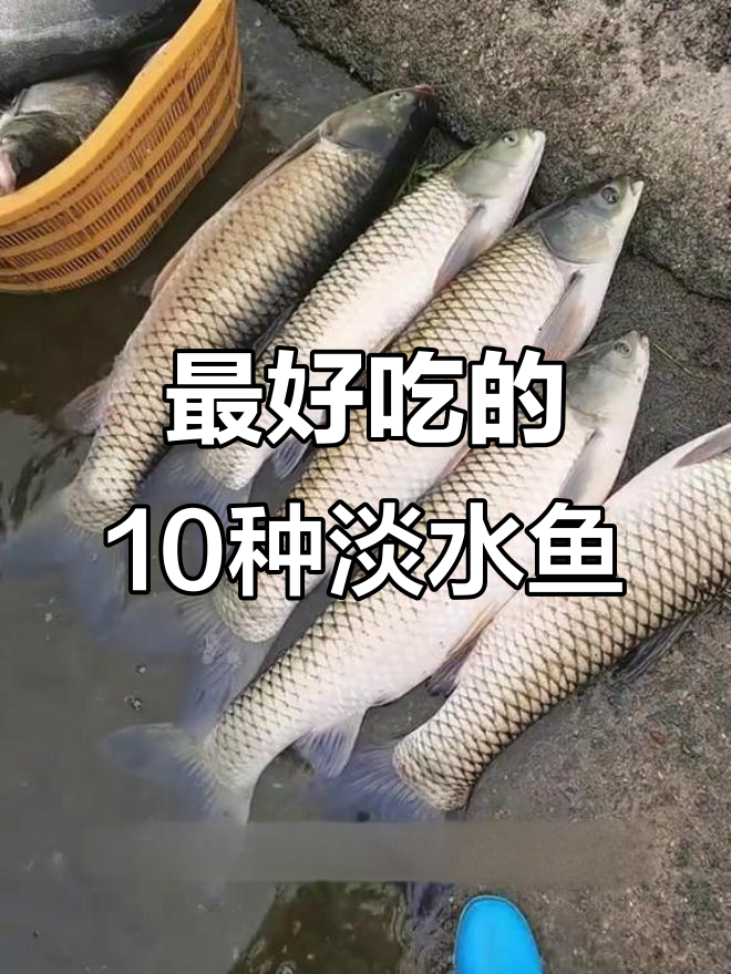 中国十大最美味的淡水鱼,营养丰富又美味