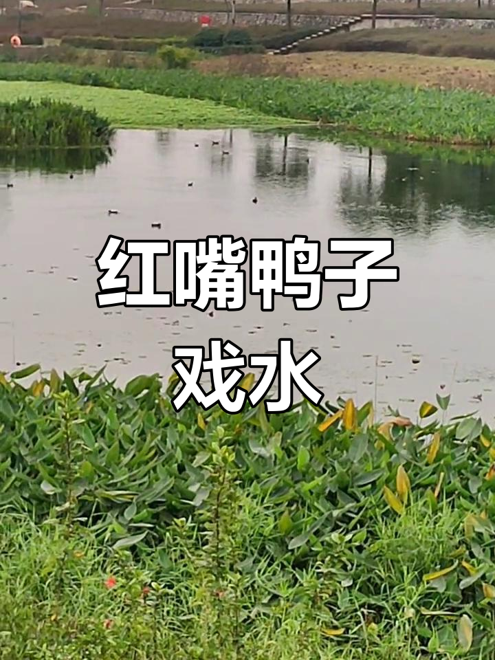 河边野鸭悠闲游,红嘴可爱