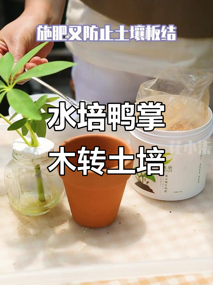 鸭掌木水培转土培，根须满满准备移盆