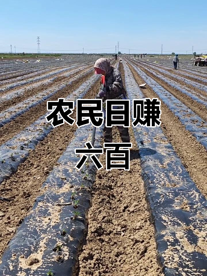 农民辛苦种菜,一天赚六百元,专业工具让工作更轻松