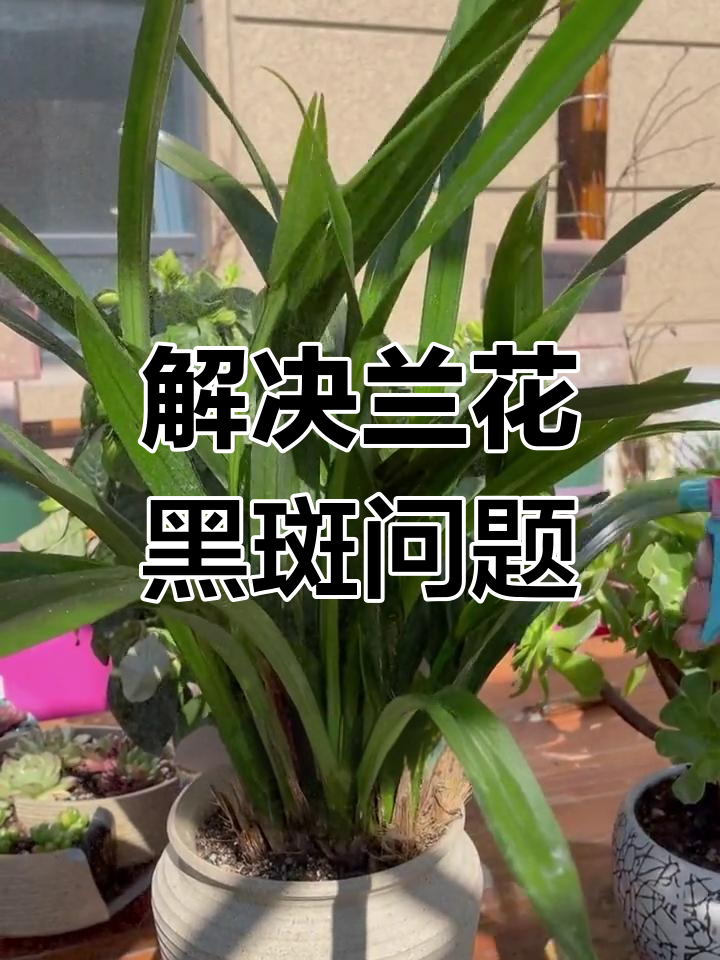 兰花叶子长黑斑?试试这种方法轻松解决炭疽病