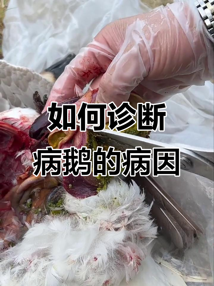 解剖病鹅,如何判断霉菌性肠炎?
