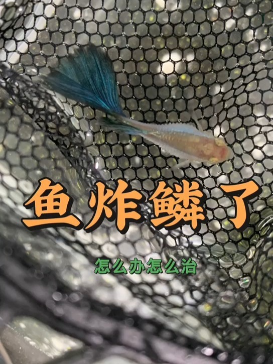 孔雀鱼炸鳞了怎么办?