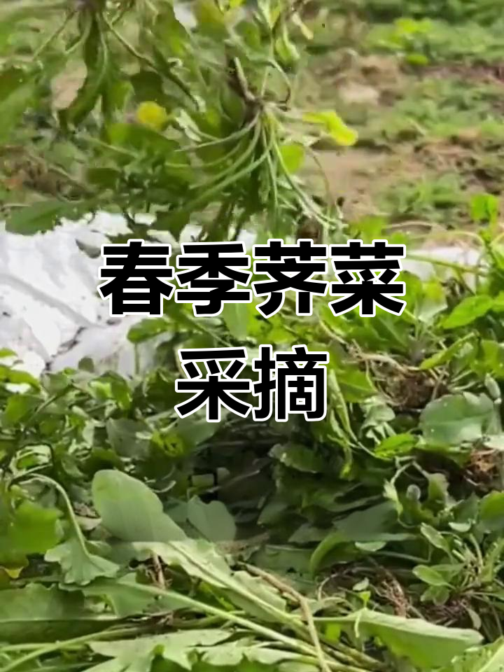 春天挖荠菜,鲜嫩美味