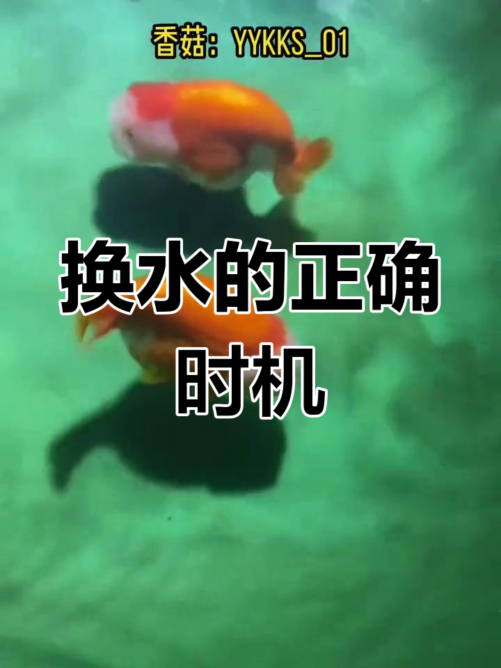 兰寿金鱼换水技巧全解析