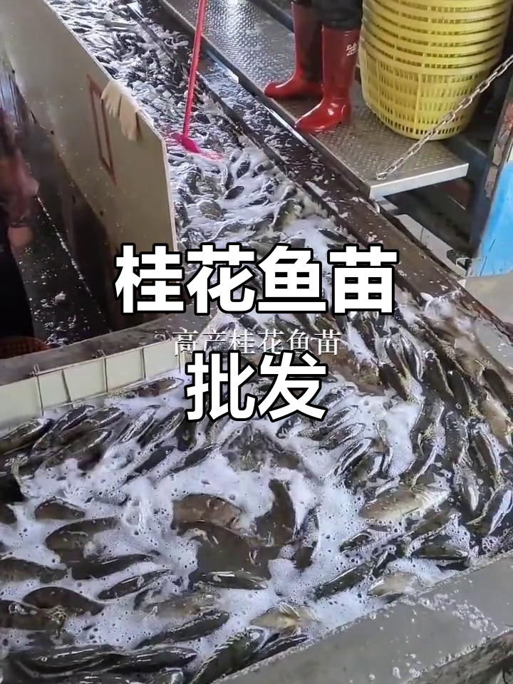 桂花鱼苗批发,深圳、东莞多地供应