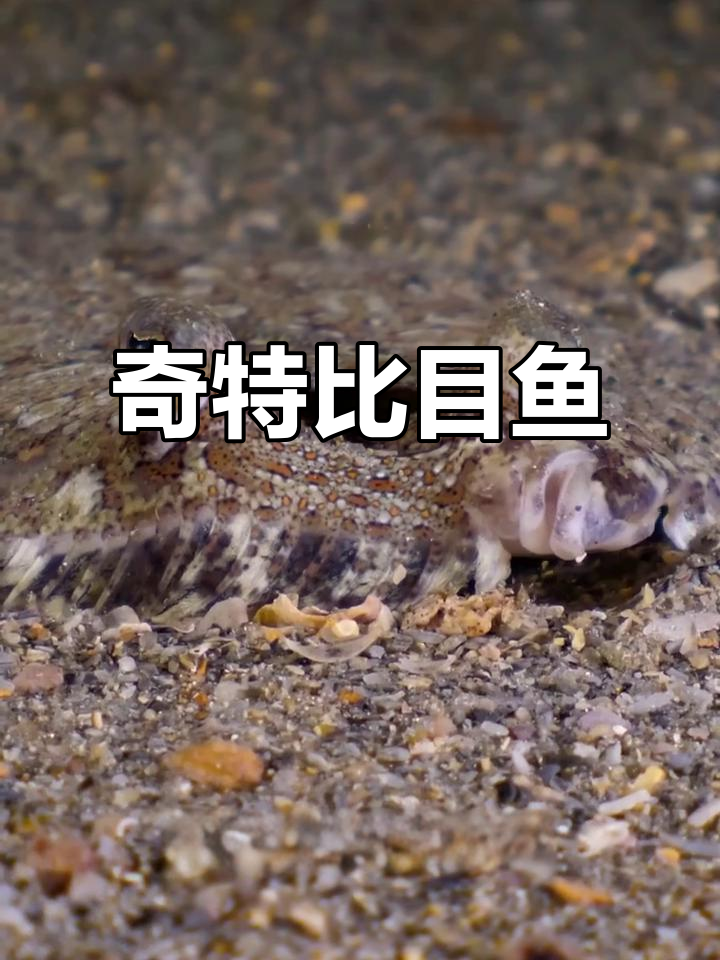 比目鱼独特眼睛，躺着游泳时一边有眼，另一边则完全无光