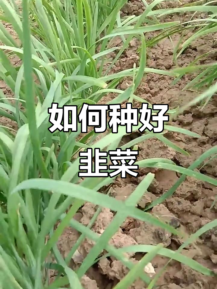 韭菜种植技巧：如何避免生病生蛆，保持健康生长