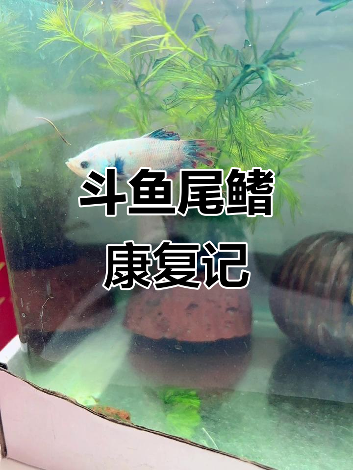 斗鱼尾巴恢复一个月,终于快好了!