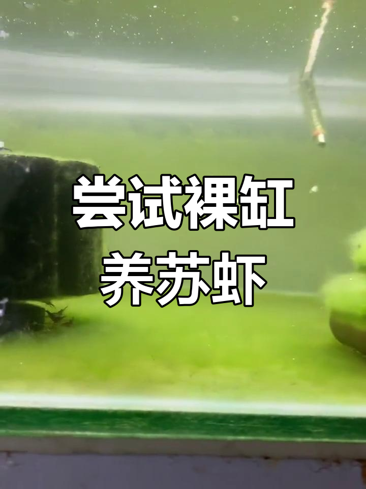 裸缸养苏虾,成活率待考,但效果还不错