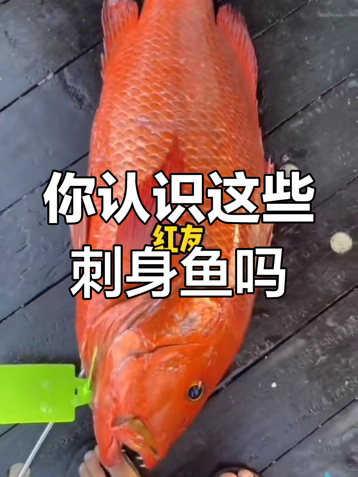 20种常见刺身鱼,你了解几种?