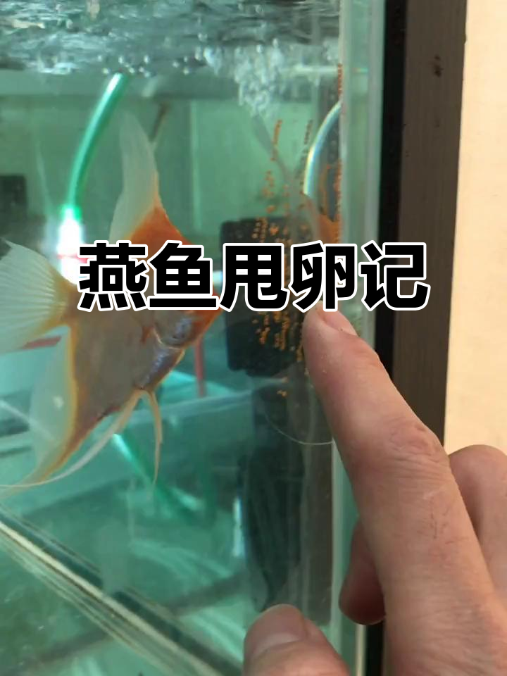 红魔鬼燕鱼甩卵，大缸里练功成双对