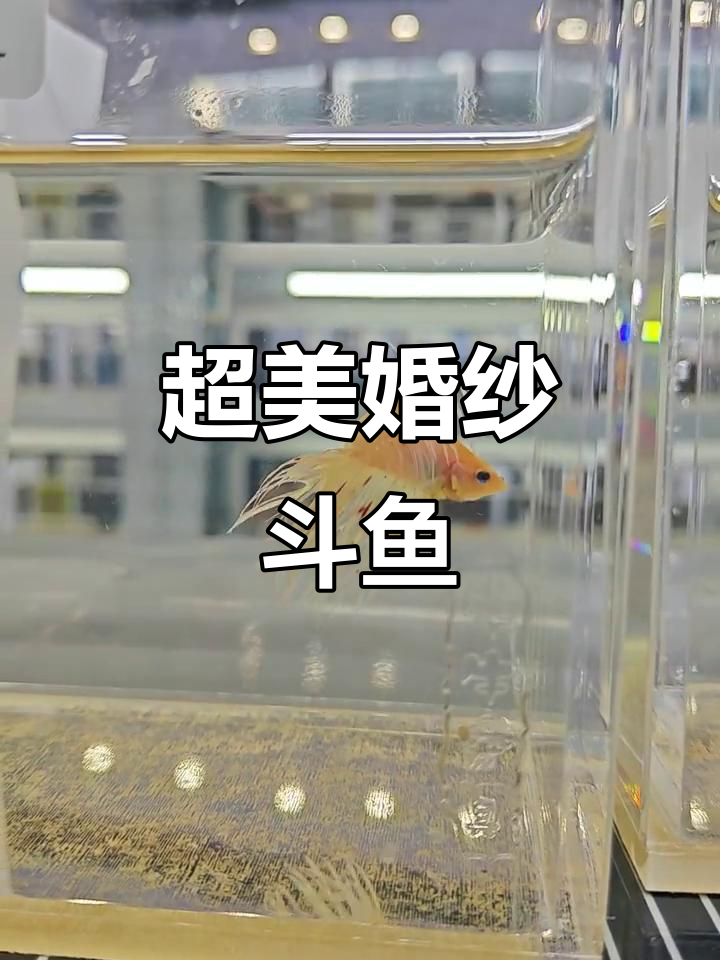 广州水族展惊艳斗鱼,双尾半月狮王组最亮眼