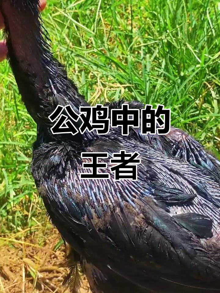 越南公鸡大比拼,谁才是真正的战斗机?