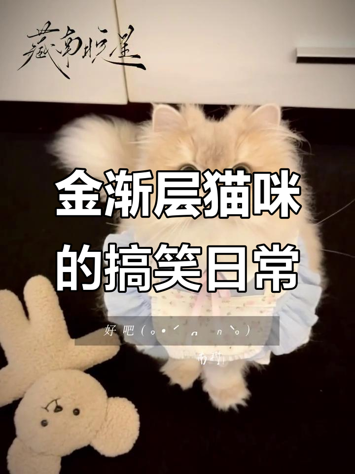 可爱猫咪洗澡惊现,金渐层萌态十足