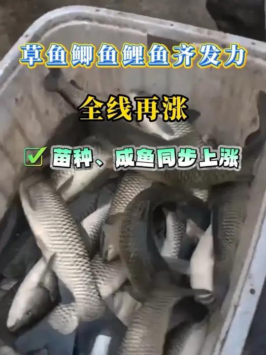 年关临近,市场备货需求旺盛,且部分地区存塘量偏紧,预计草鱼价格后续仍有上涨空间,但涨幅可能