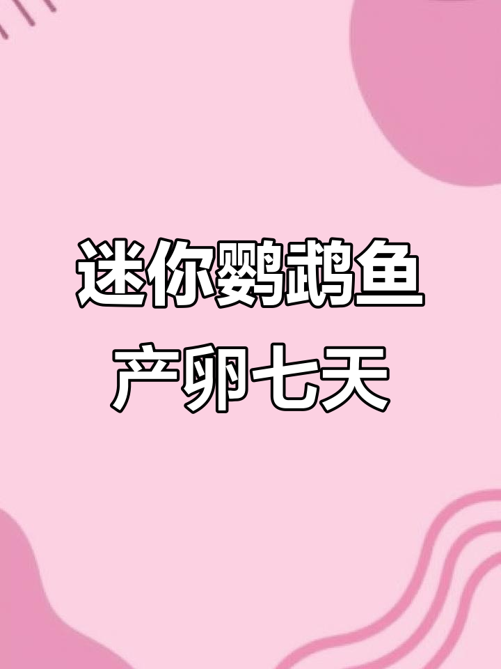 迷你鹦鹉鱼产卵第七天,孵化进展大揭秘