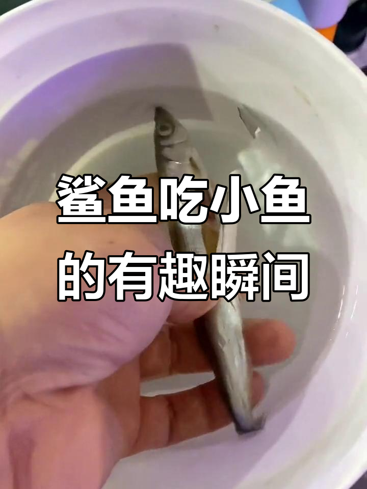 鲨鱼与多春鱼的“食物链”大作战,谁才是弱势群体?