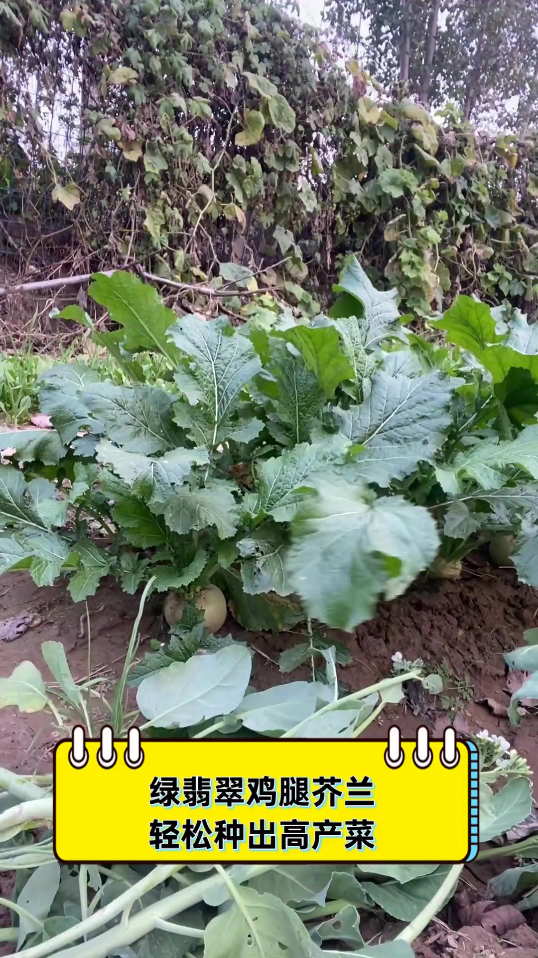 绿翡翠鸡腿芥兰,轻松种出高产菜