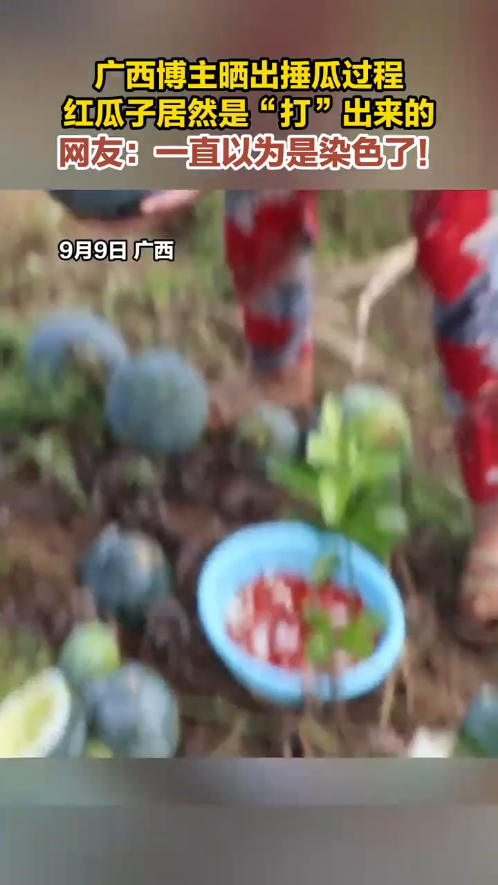 广西人“打”红瓜子你见过吗?
