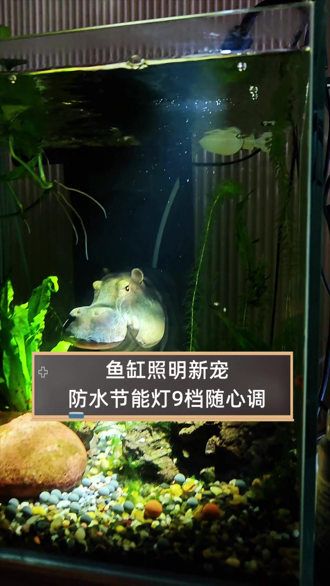 鱼缸照明新宠,防水节能灯9档随心调