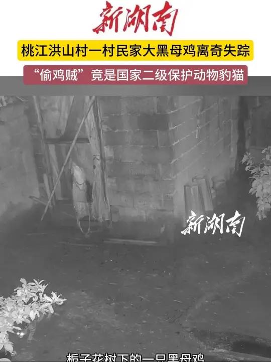 桃江洪山村一村民家大黑母鸡离奇失踪,“偷鸡贼”竟是国家二级保护动物豹猫