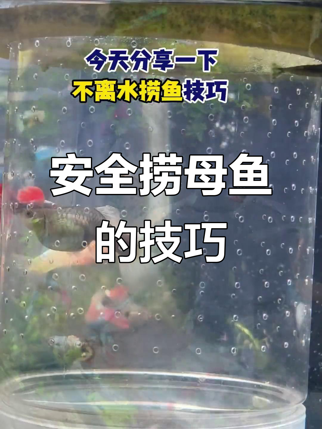 孔雀鱼生产前如何安全捞母鱼?技巧分享