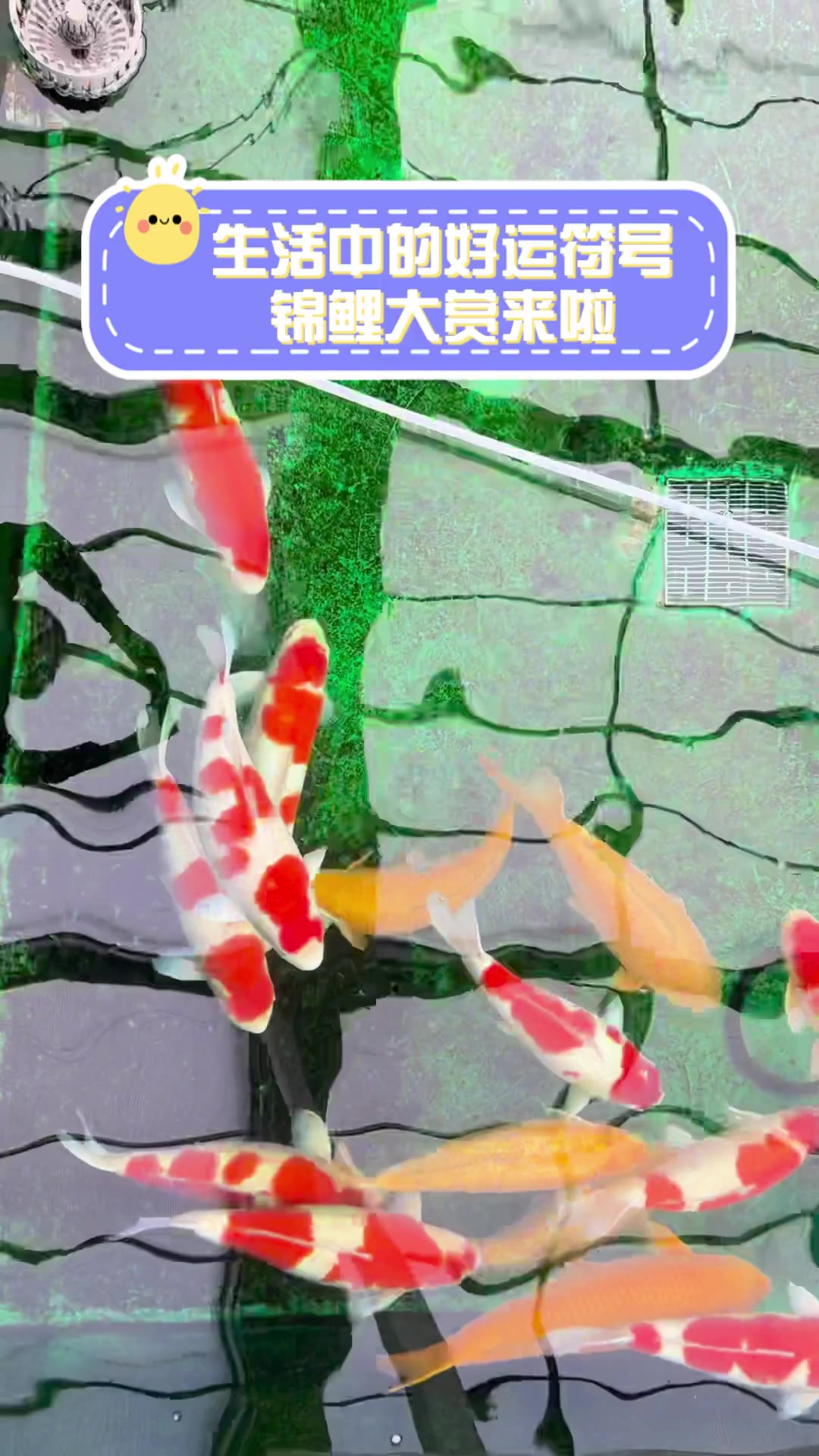 生活中的好运符号,锦鲤大赏来啦