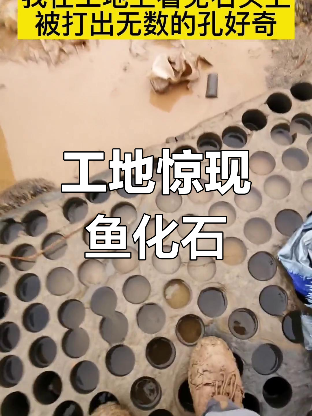 工地打洞意外发现完整鱼化石,竟然被石头层层包裹!