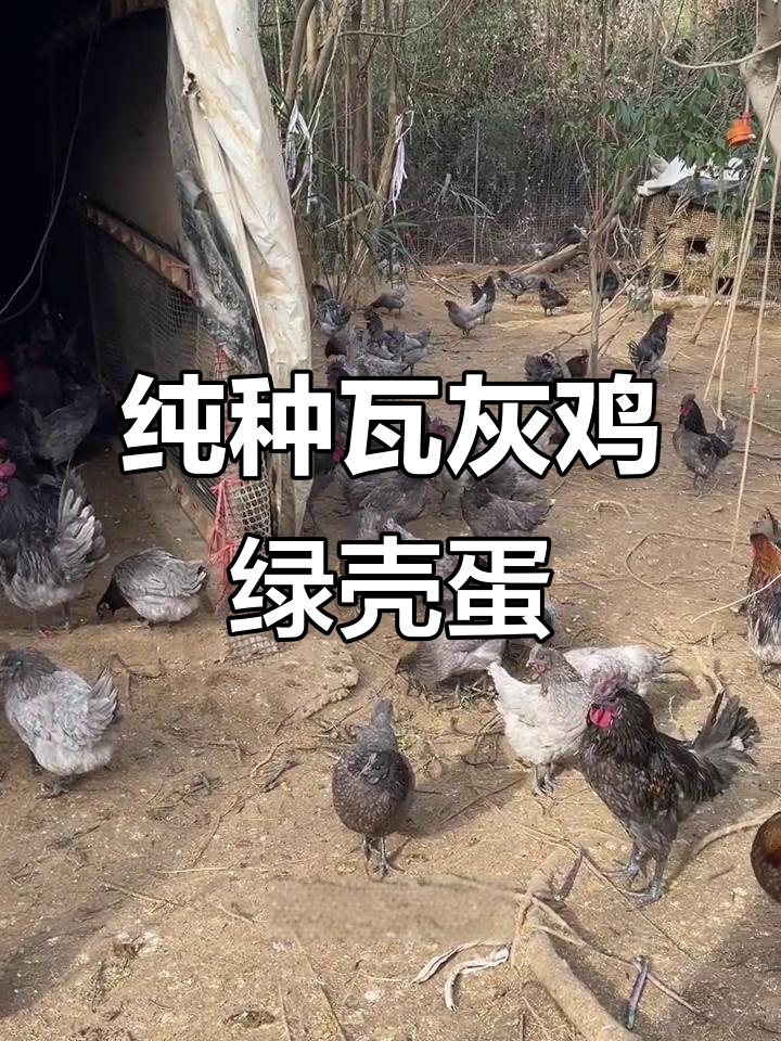 瓦灰鸡绿壳蛋,百年品种耐寒抗病强