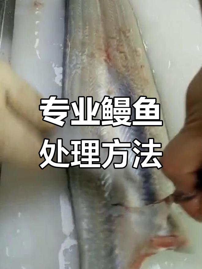 鳗鱼处理技巧大揭秘,去骨去皮轻松搞定