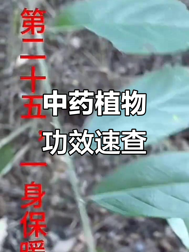 野生中草药大全:各种药材的功效与作用解析