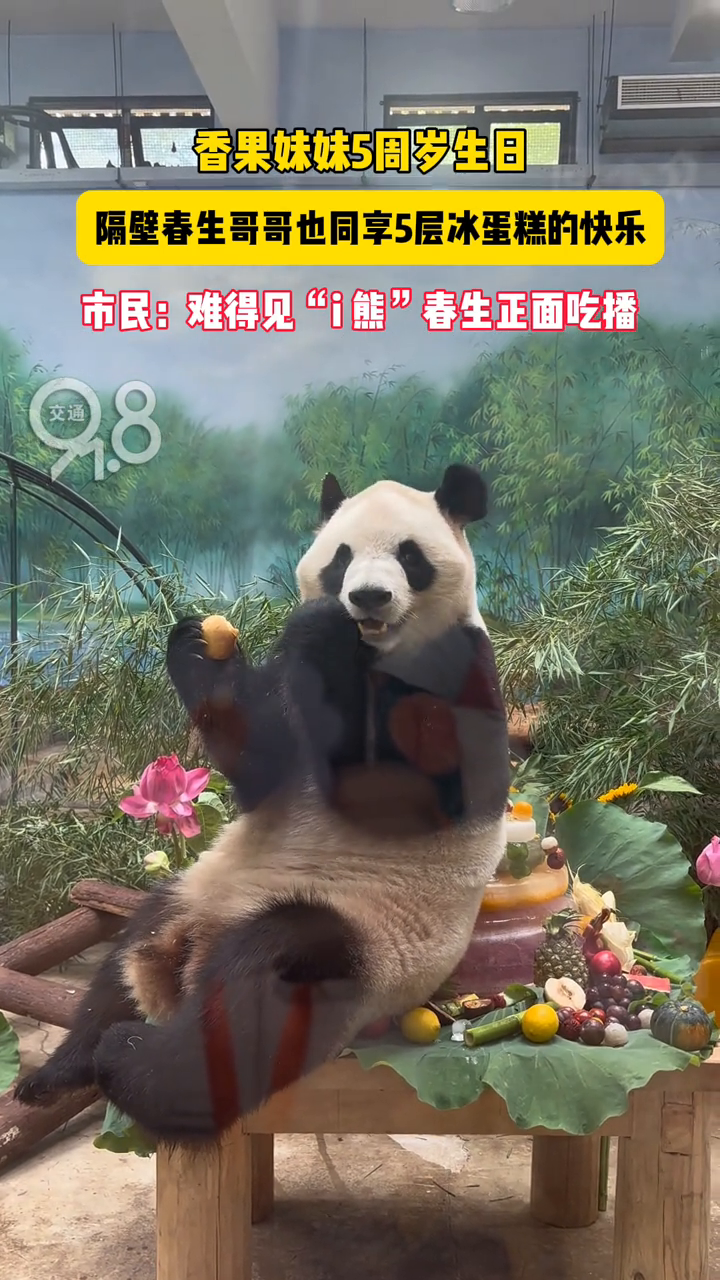 大熊猫香果生日隔壁春生也有冰蛋糕