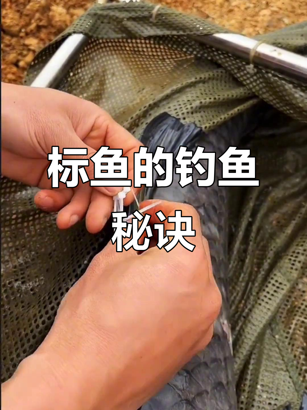 黑坑老板揭秘:标鱼为何难钓?这些秘密你不得不知