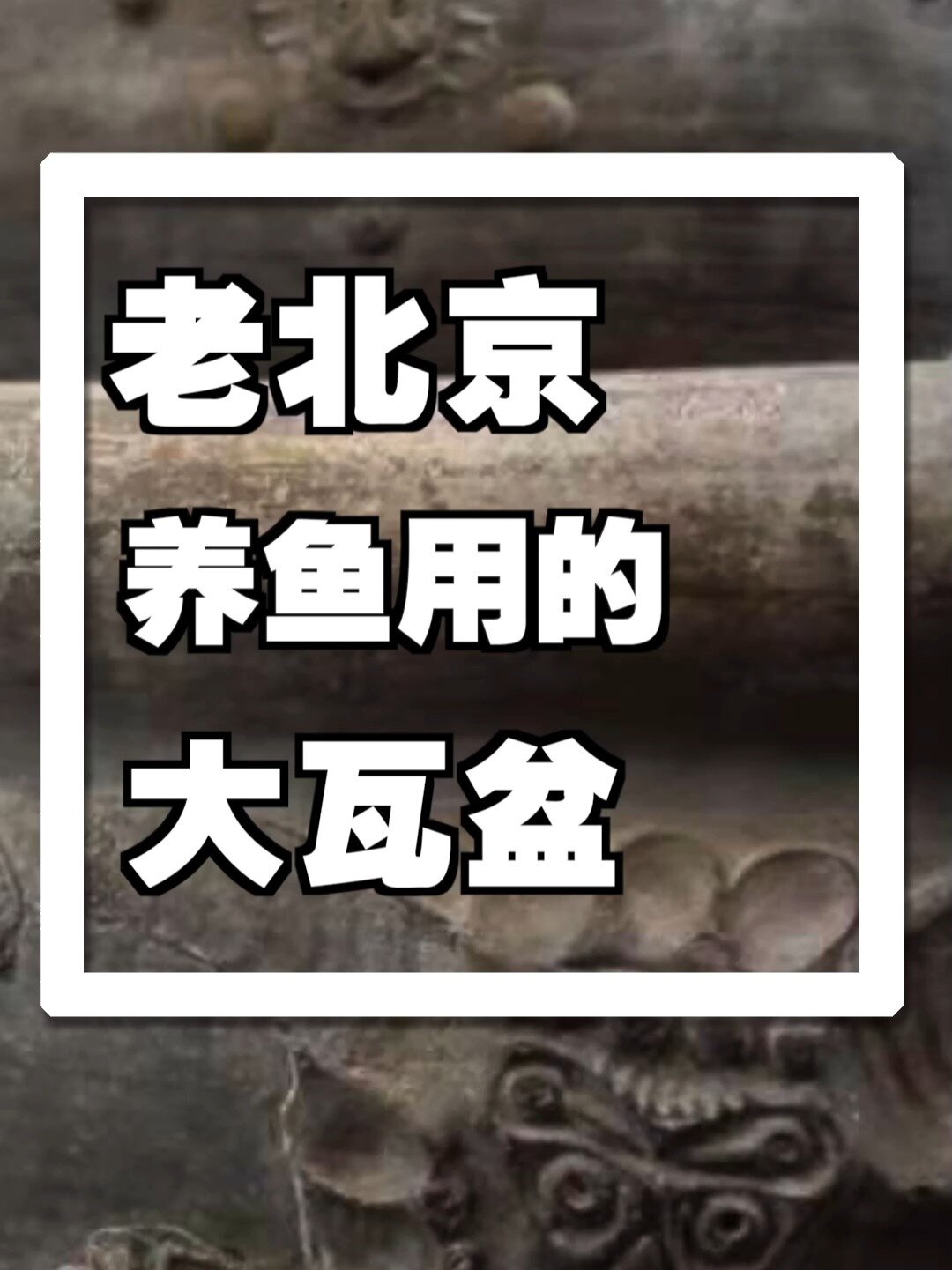 老北京养鱼还得是大瓦盆讲究