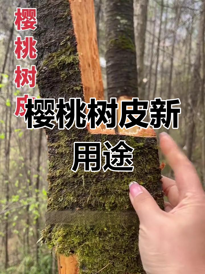 家乡樱桃树皮变宝,晒干后用途大揭秘