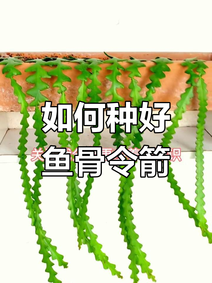 鱼骨令箭种植全攻略,轻松打造美丽绿植