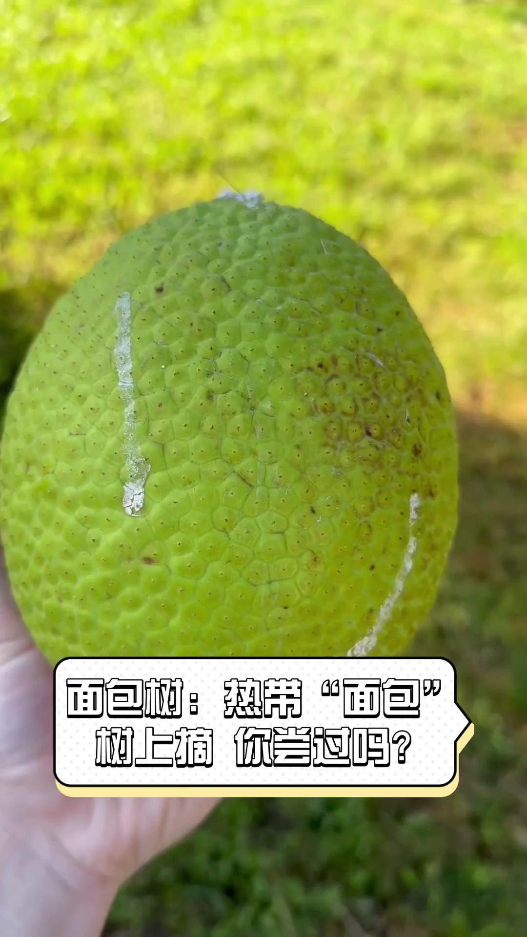 面包树:热带“面包”树上摘,你尝过吗?