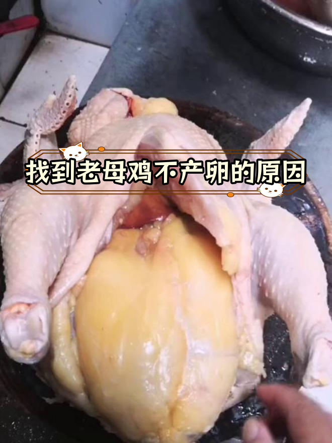 老母鸡不下蛋,原来是这个原因