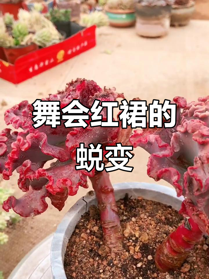 舞会红裙:从嫩绿到惊艳,多肉植物逆袭全过程