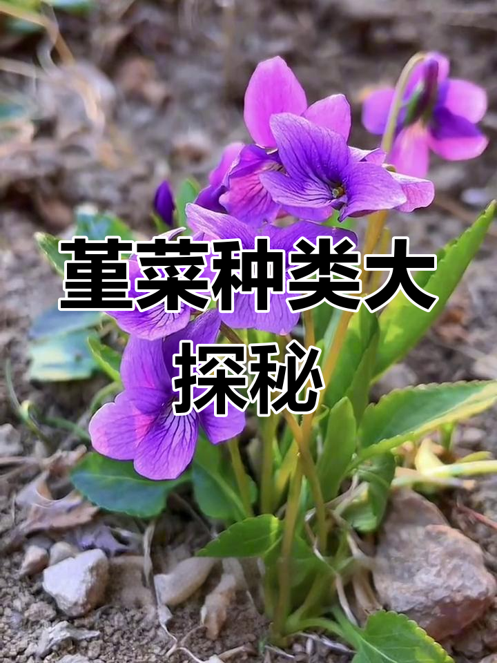 33种堇菜大揭秘,你能认全吗?家乡有哪些独特品种呢?