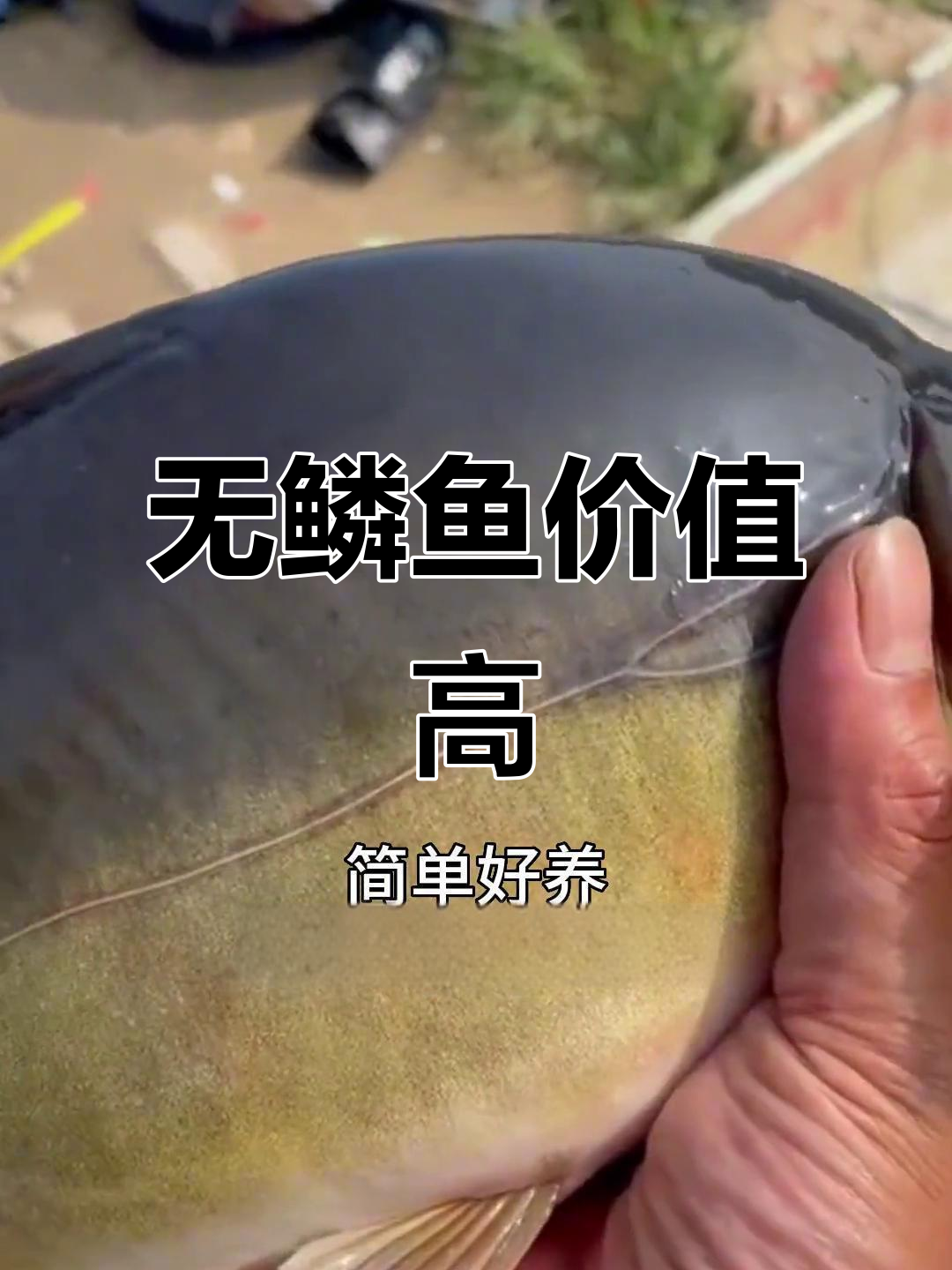 裸鲤因无鳞身价倍增，饲养简单，市场广阔
