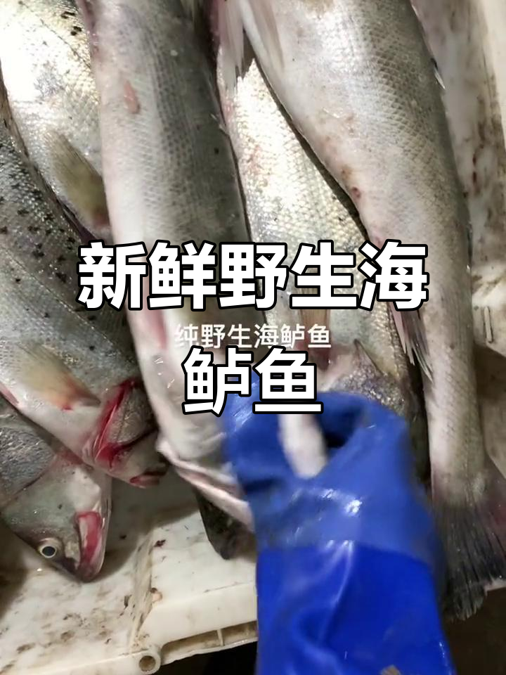纯野生海鲈鱼与红娘鱼的鲜美之旅,质量上乘!