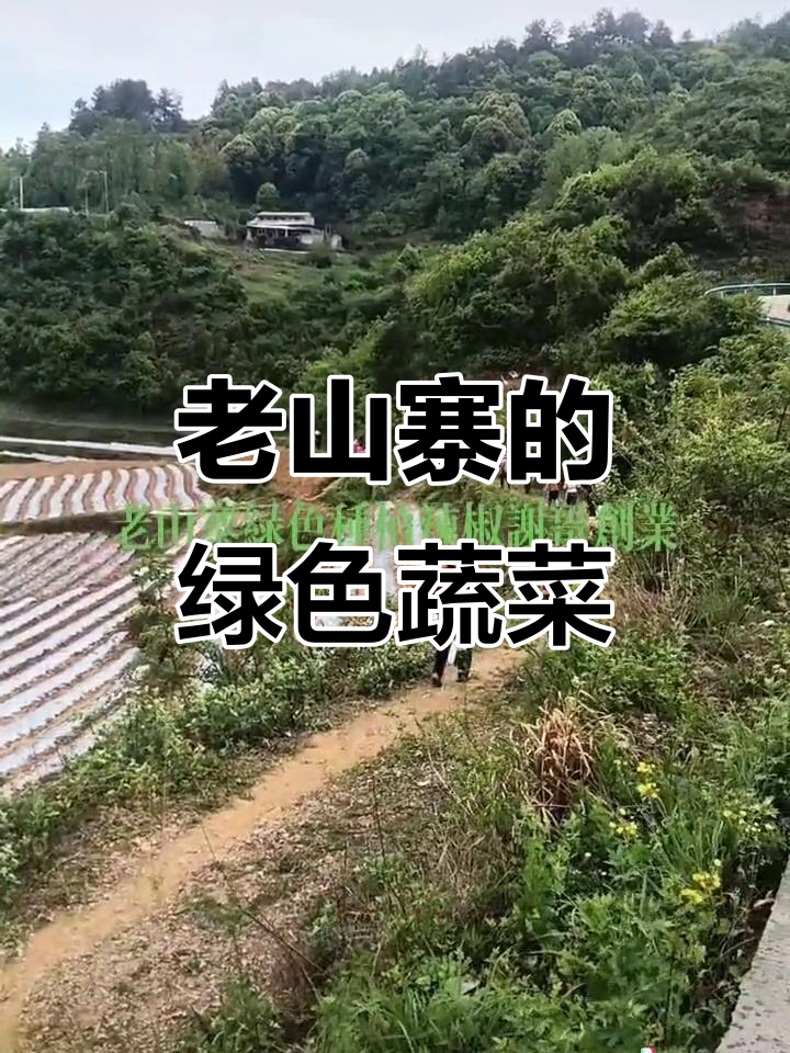 福泉市翁初村老山寨:绿色种植辣椒,创业路上的乡村故事