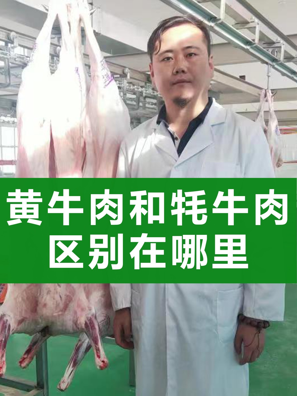 牦牛肉和黄牛肉的区别