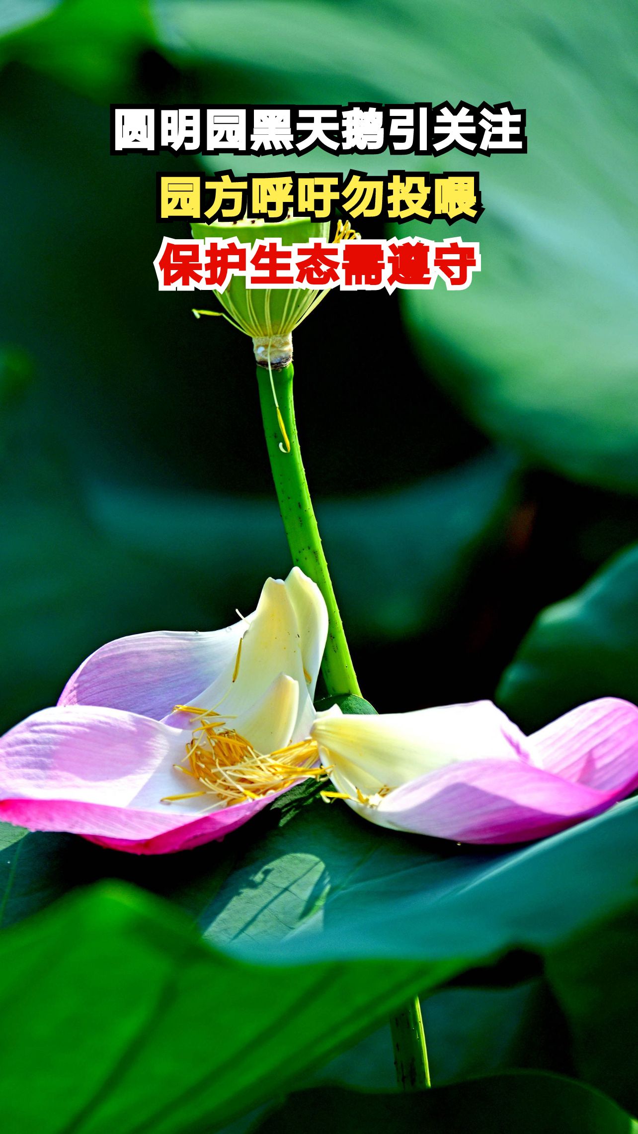 圆明园八只黑天鹅宝宝萌翻游客，为何园方紧急呼吁停止投喂？