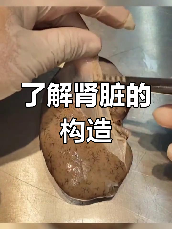 揭秘肾脏内部结构:从纤维膜到尿液排出的全过程