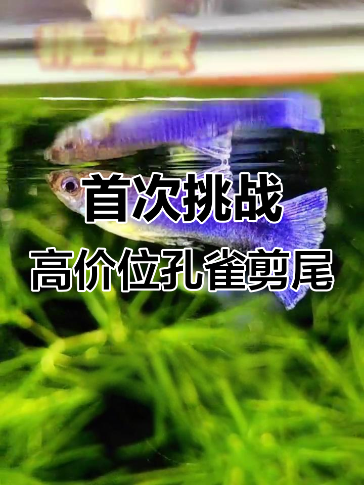 剪紫猫孔雀鱼尾巴，第一次尝试这么贵的操作