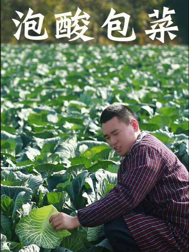 学会泡包菜 酸脆爽口人人爱